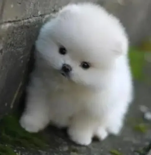 Spitz Alemão Filhotes Encantadores Mini.
