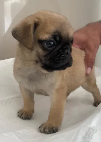 Filhote de Pug Macho.