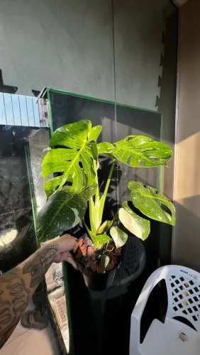 Planta rara colecionador 