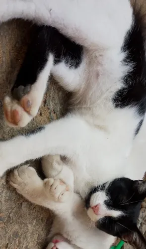 Gato