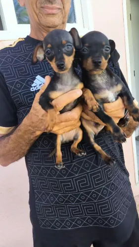 Seu amigo está aqui 