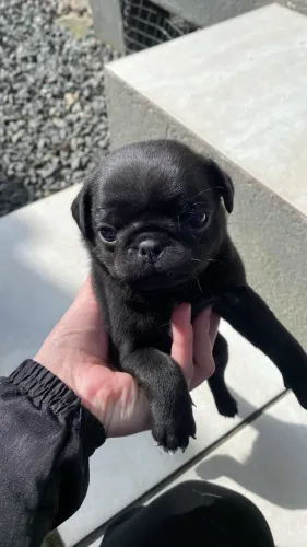 Pug fêmea preta