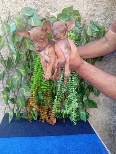 Filhote de pinscher pronto para nova fase