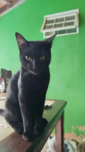Adoção de gato