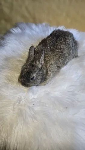 Mini coelho machinho