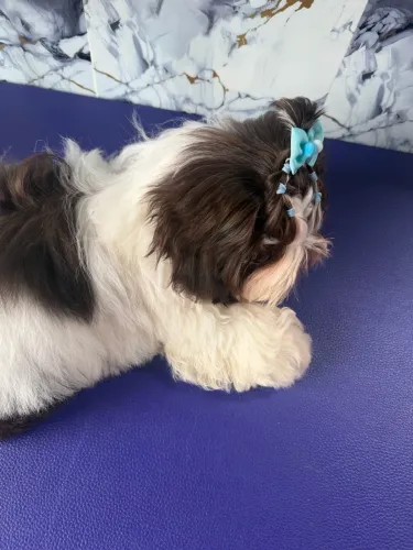 Shih tzu miniatura disponível