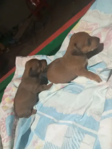 Cachorro Pincher 01 fêmea e macho