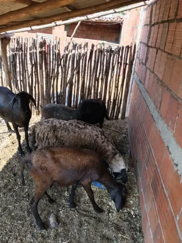 Santa Inês pra vender