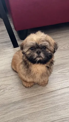 Shih-tzu