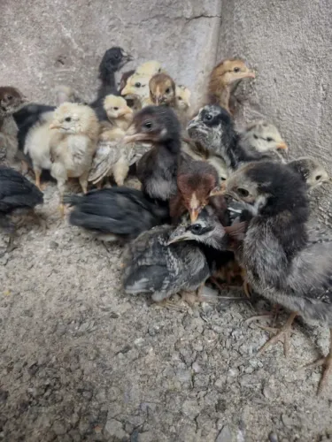 Pintinhos caipiras legítimos