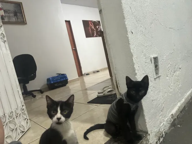 Gatos filhotes