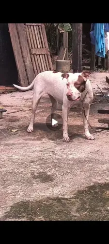 Pitbull Fêmea 