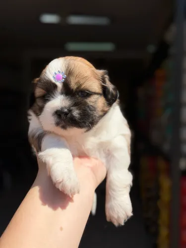 Shihtzu fêmeas para reserva