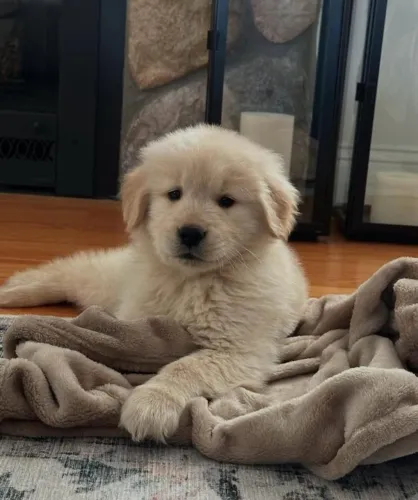 Filhotes de Golden Retriever | Sorrisos começam com um focinho fofo.