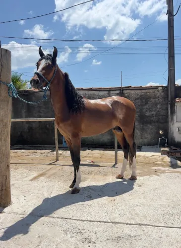 Cavalo
