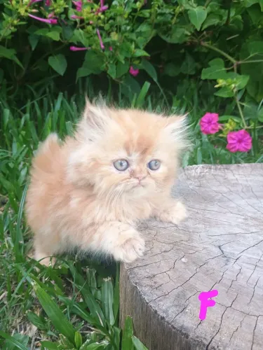Gatinhos PERSA Filhotes 