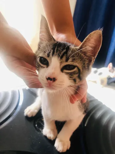 Doação de gato 2Mês de vida