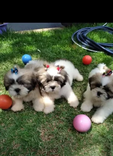 Vende-se lindos filhotes da raça Shitzu