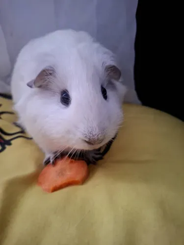 Porquinho da india pelo longo