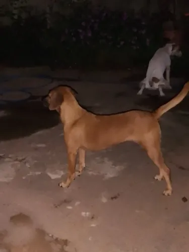 Cachorro para doação 