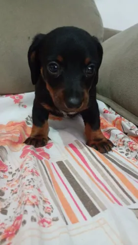 Vende-se esse lindo bebê da raça DACHSHUND (salsicha) de pelo curto na cor preto e canela