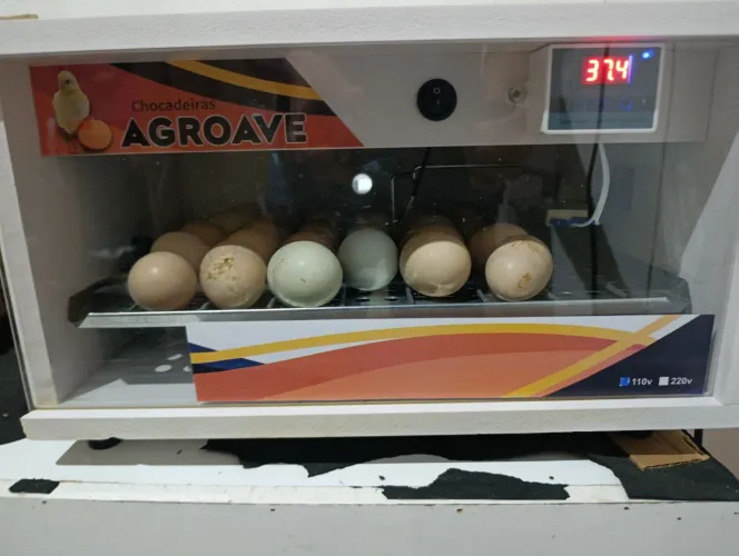 Chocadeira Automática 