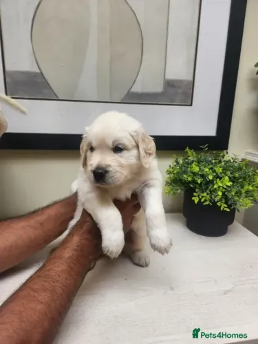 Bebezinho Golden Retriever saudáveis, fofos e espertos