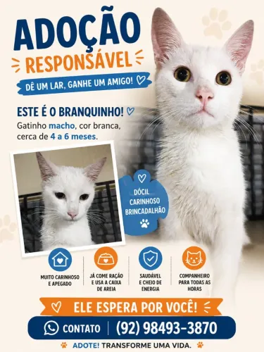 Gato para adoção 