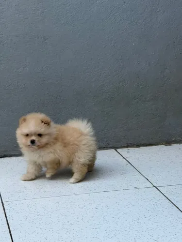 SPITZ ALEMÃO FÊMEA (lulu da pomerânia)