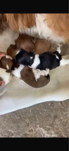 Cachorro dachshund com Shih Tzu