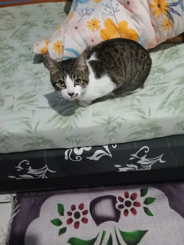 Doando gatinho macho castrado 6 meses 
