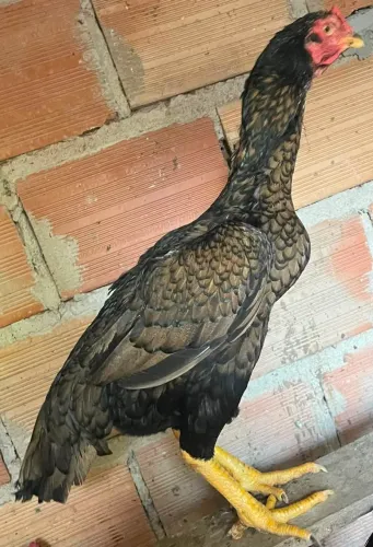 GALINHA ÍNDIA EXÓTICA...