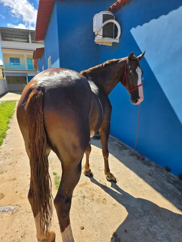 Cavalo castrado marcha picada 