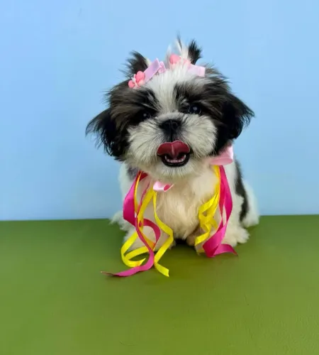 Filhote shih tzu, Quem precisa de um despertador quando se tem um filhote?