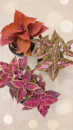 20 estacas de Coleus 