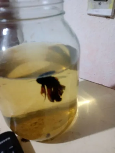 Betta disponível 
