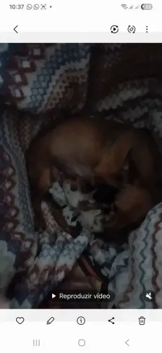 Pinscher Fêmea Última de 4 filhote(Não respondo recado no)