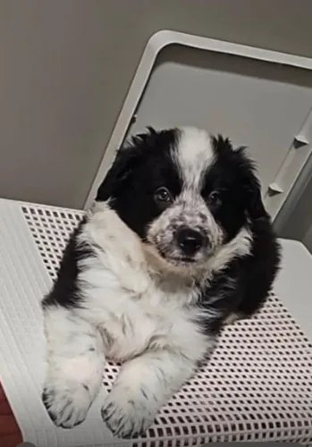 Border Collie