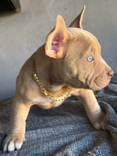 Filhotes american bully EXOTIC?S micro/nano