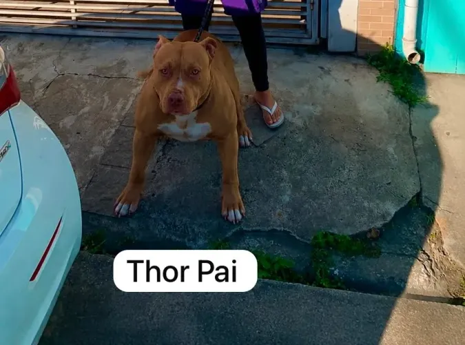 Filhotes de PitBull para setembro !!!