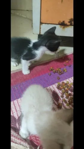 Gatinhos para doação responsável