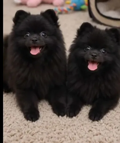 Lindos bbs Black tops