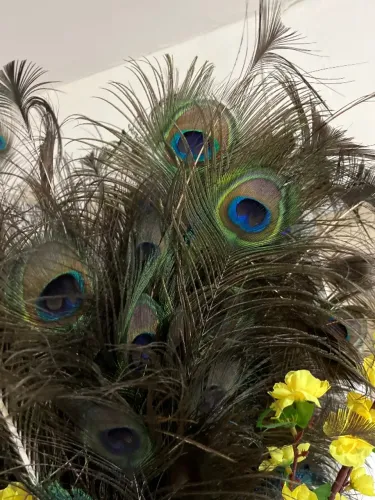 Pena de pavão