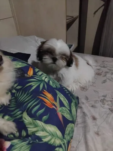 shih tzu disponível fêmea e macho