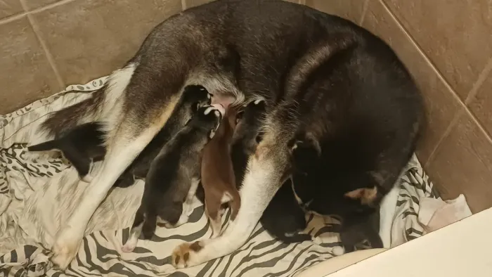 Husky Siberiano - Filhote - Cachorro