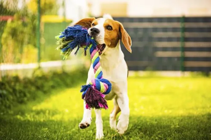 Adoráveis Filhotes de Beagle - Energia, Carisma e Alegria em Dose Dupla