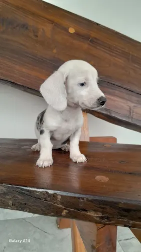 Filhotes de Salsicha Dachshund disponível