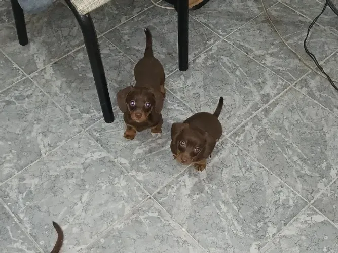 Filhotes de Dachshund( Salsichinha )Chocolate - Fêmeas e Macho - Vermifugados