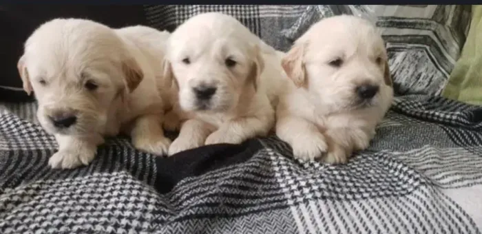 Filhote de Golden Retriever Para Fazer Seus Dias Ainda Mais Especiais