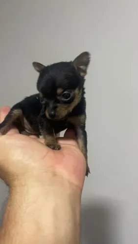 Oportunidade - Pinscher bebezinha 000 de bolso.